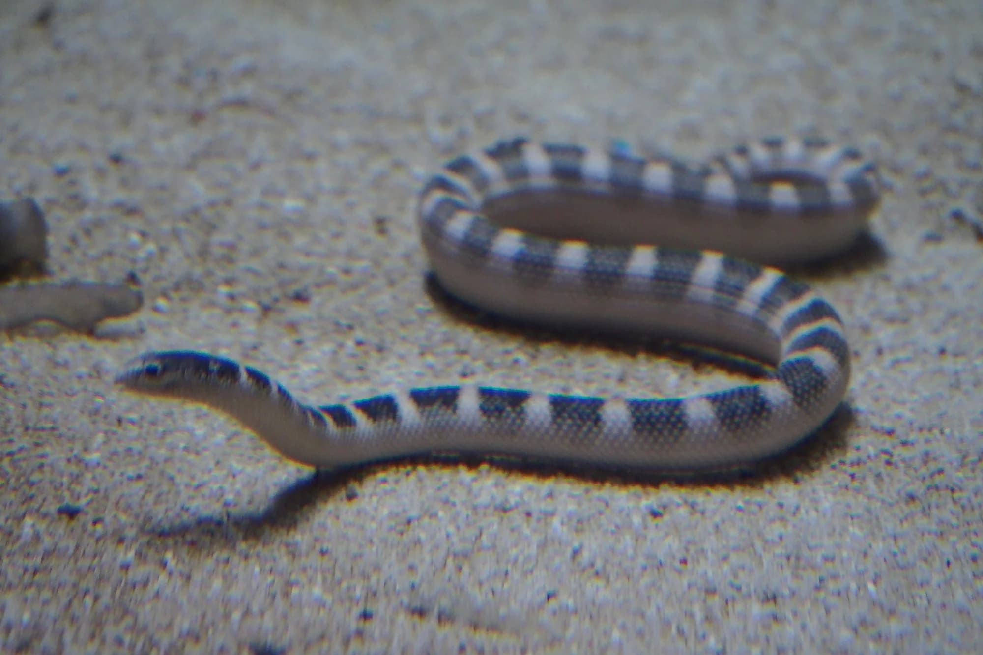 Ornate Reef Sea Snake