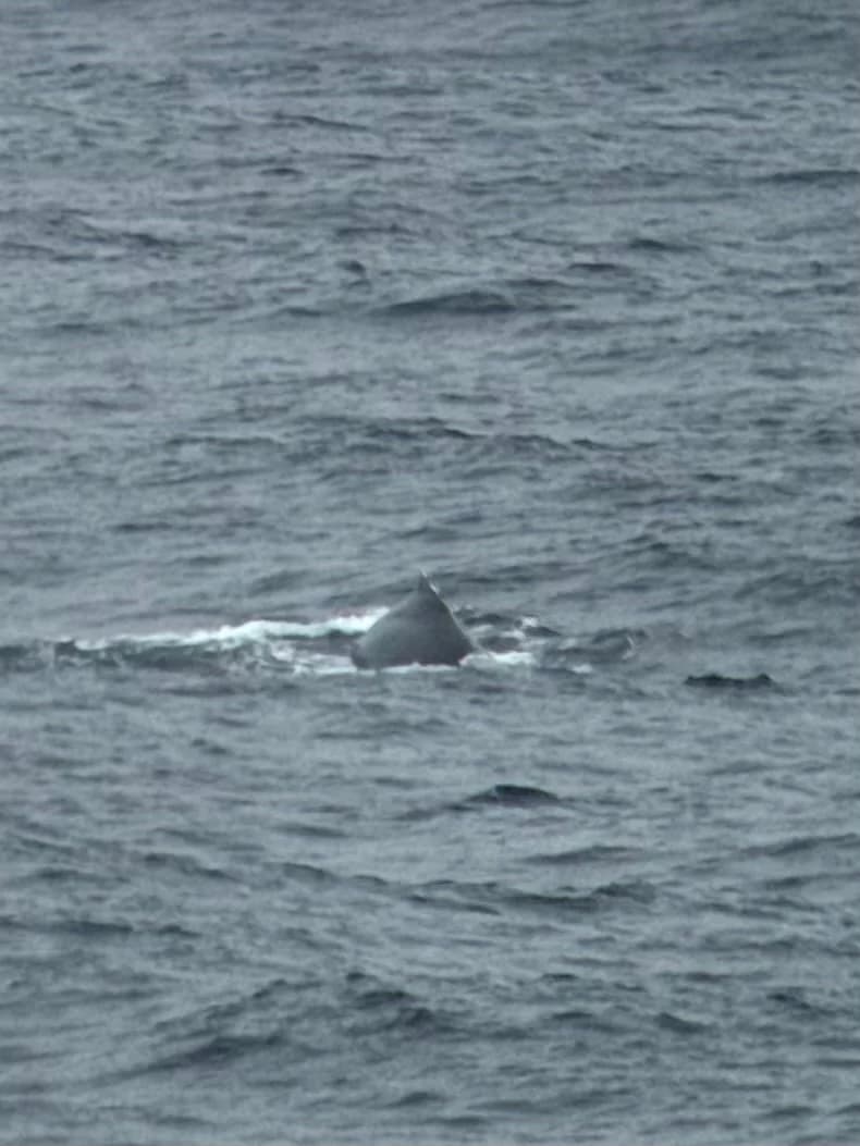 Humpback Whale