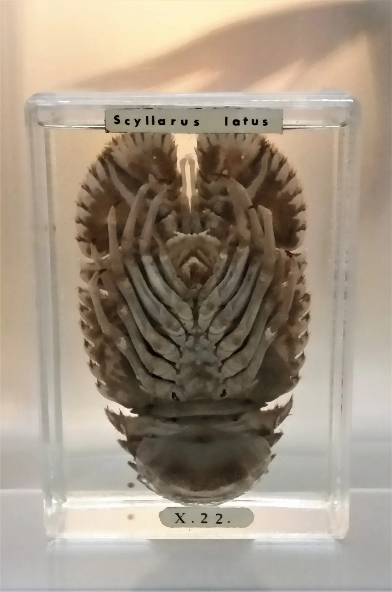 Mediterranean Slipper Lobster
