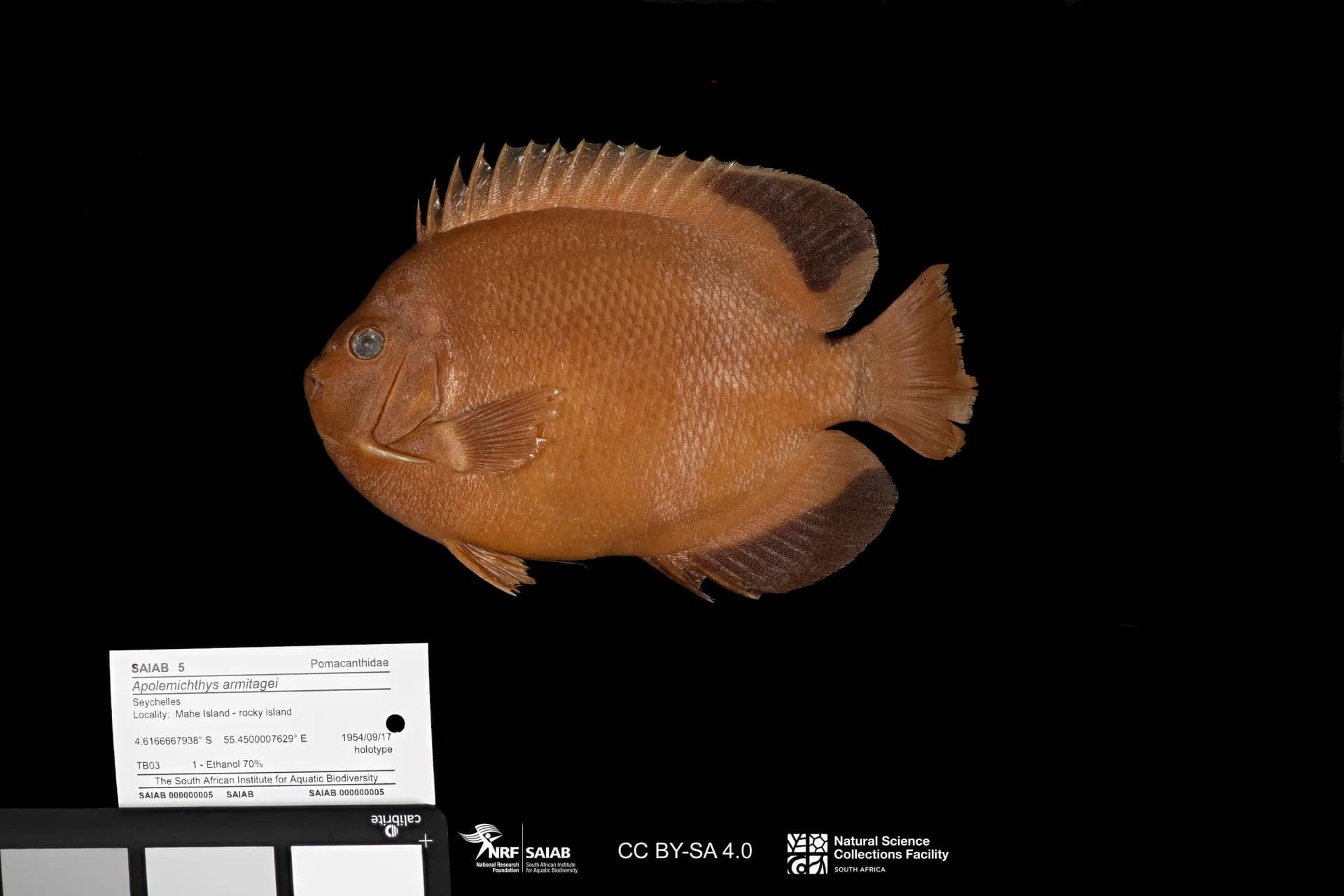 Armitage's Angelfish
