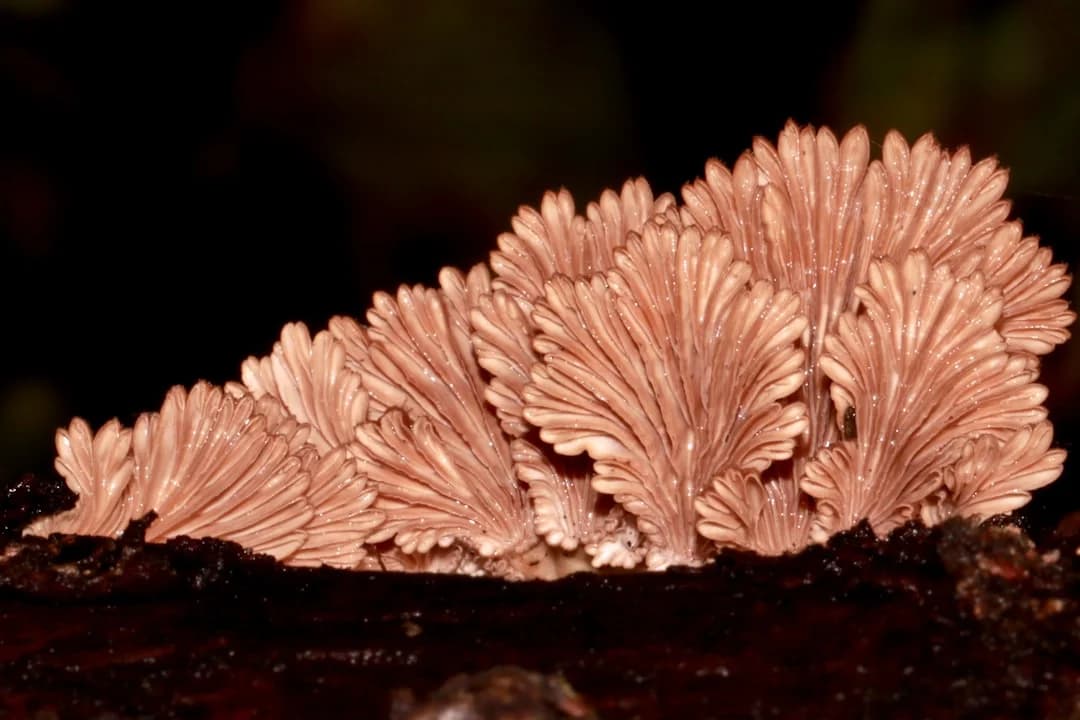 Sebae Anemone