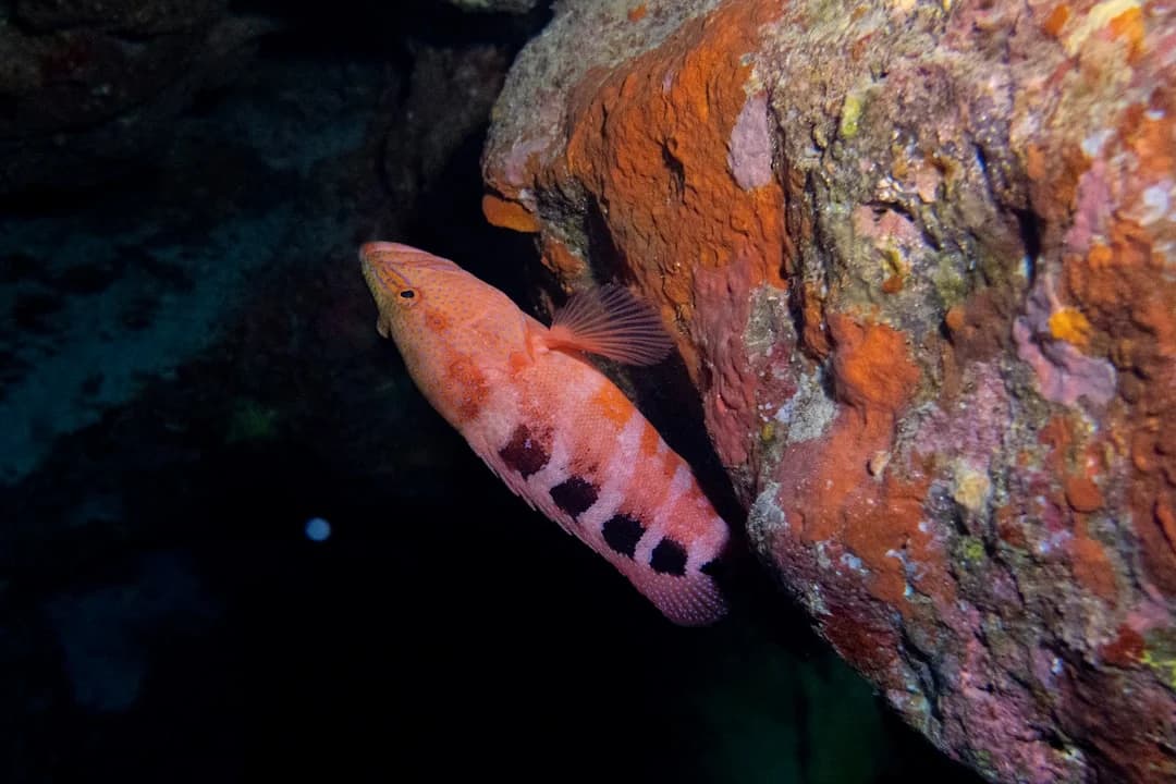 coral grouper