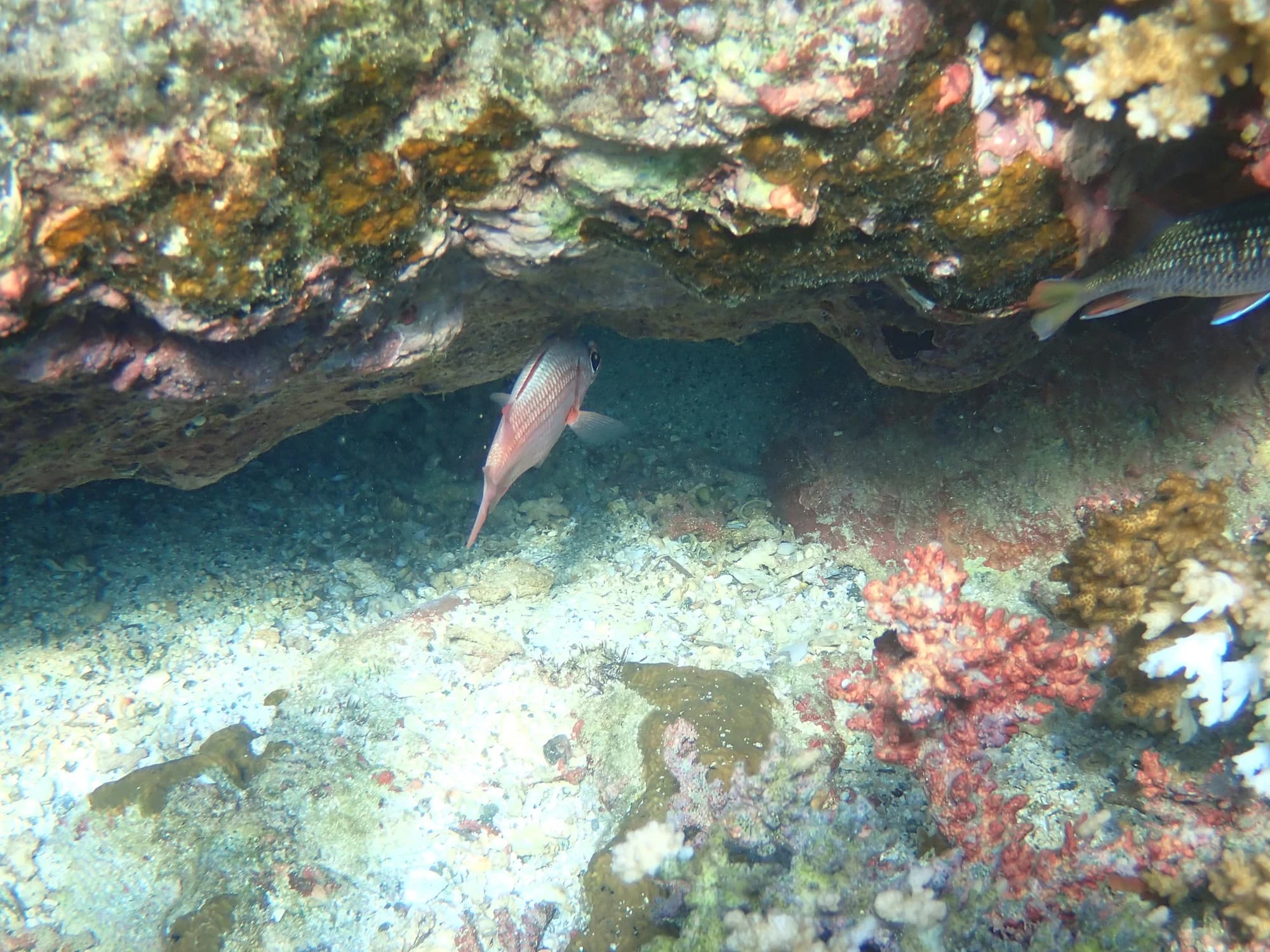Panamic Soldierfish