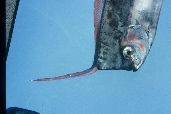 Crested Oarfish
