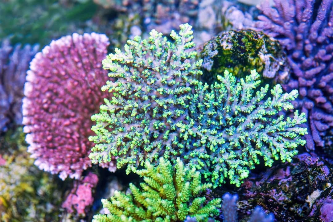 Acropora muricata