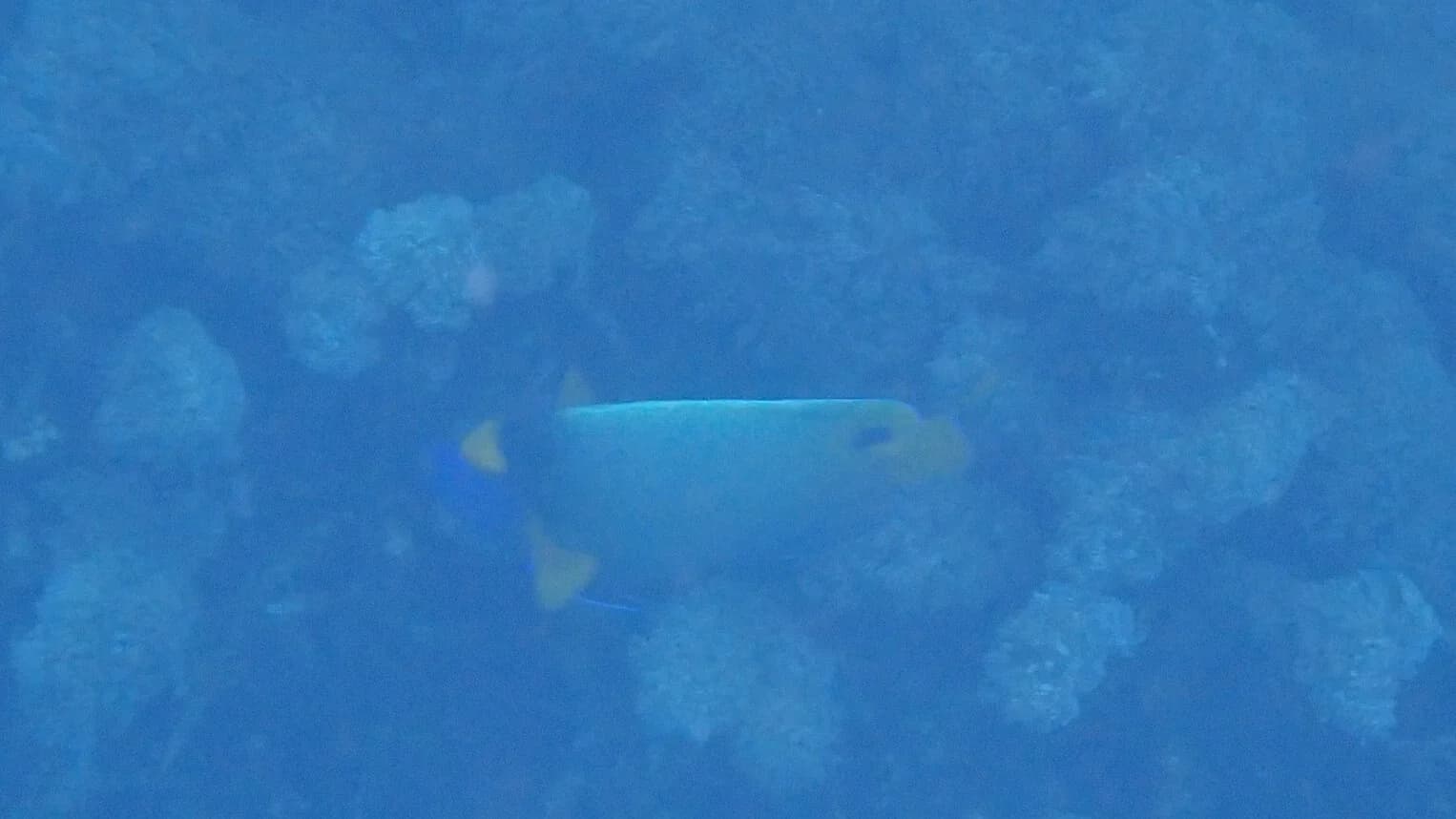 Blueface Angelfish