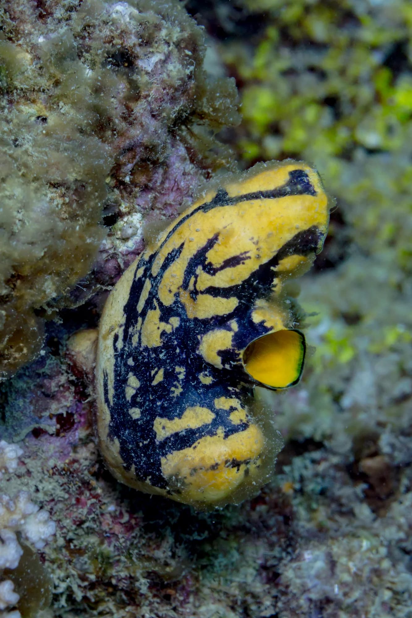 Gold-mouth Sea Squirt