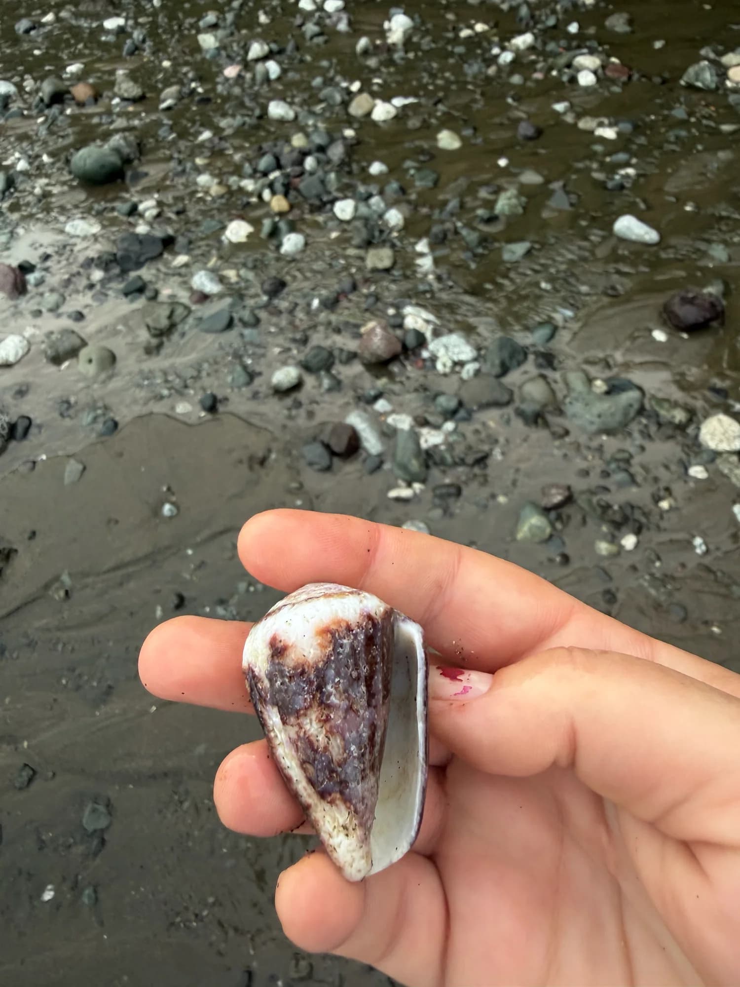 Purple Cone Snail