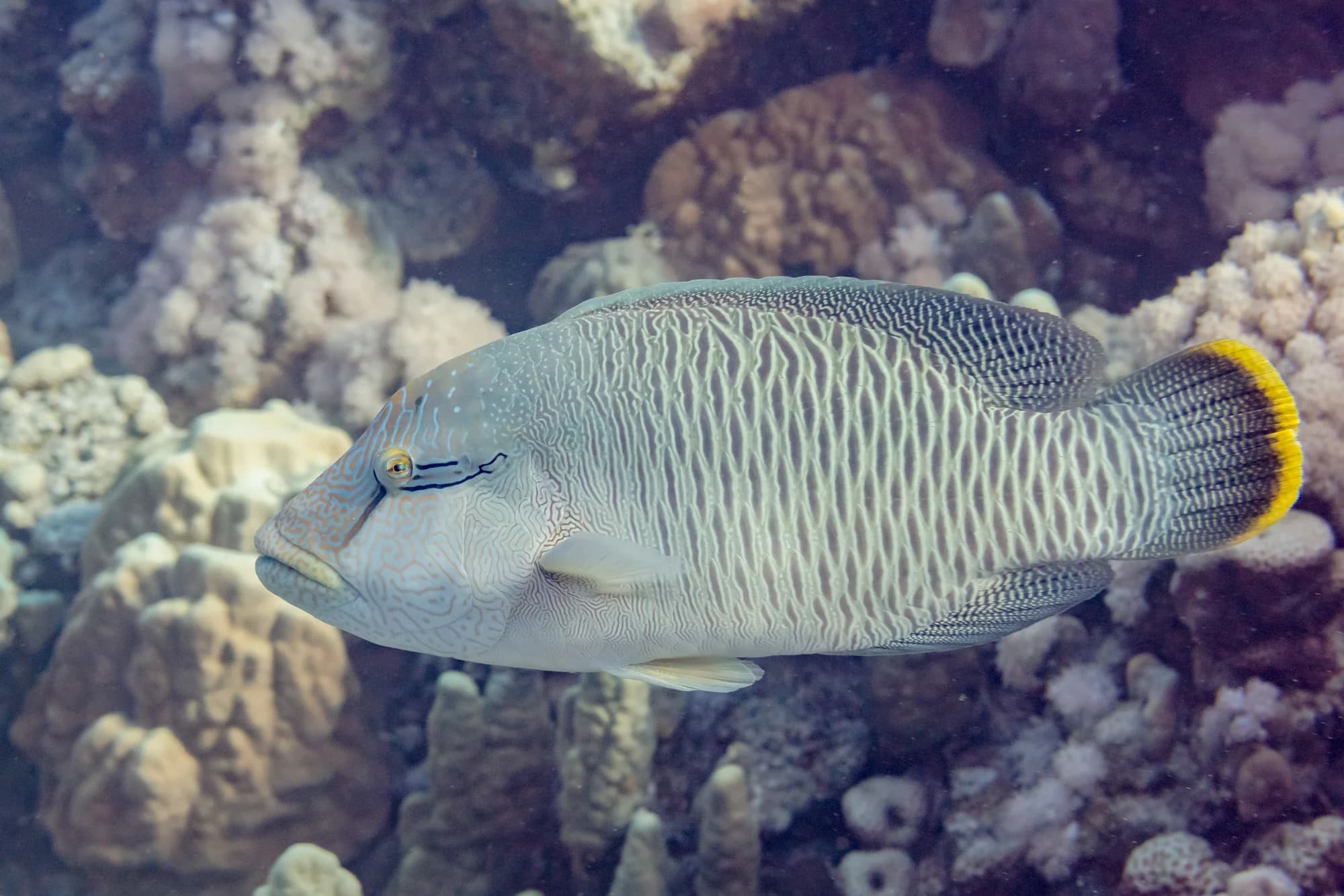 humphead wrasse