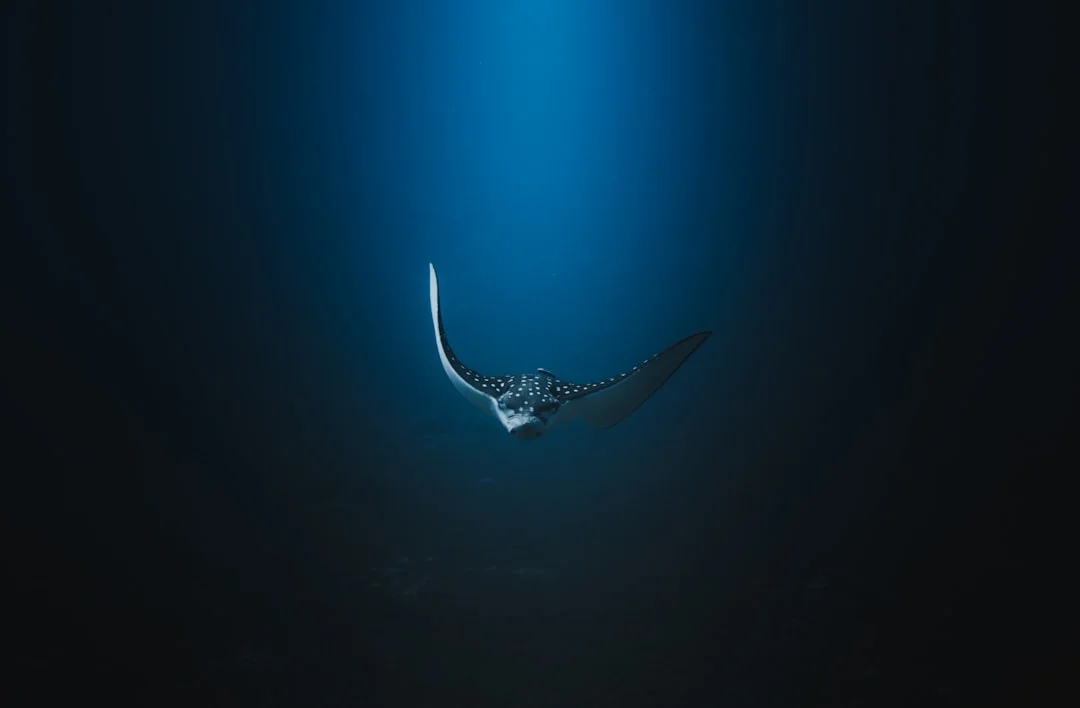 Spotted Eagle Ray