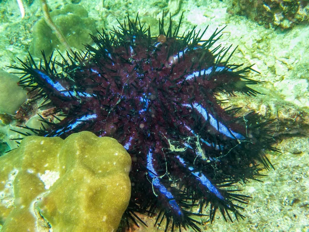 Crown-of-thorns Starfish