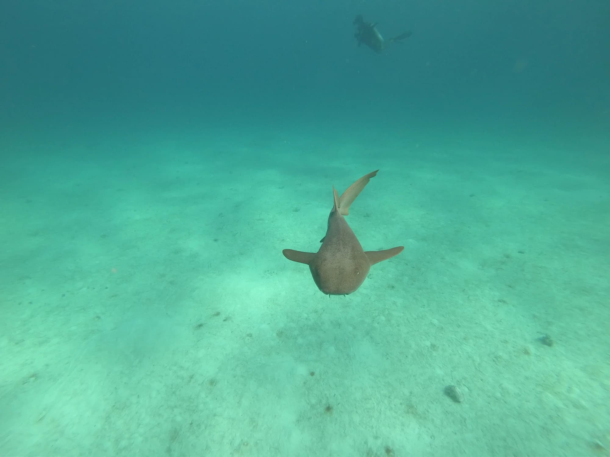 Nurse Shark