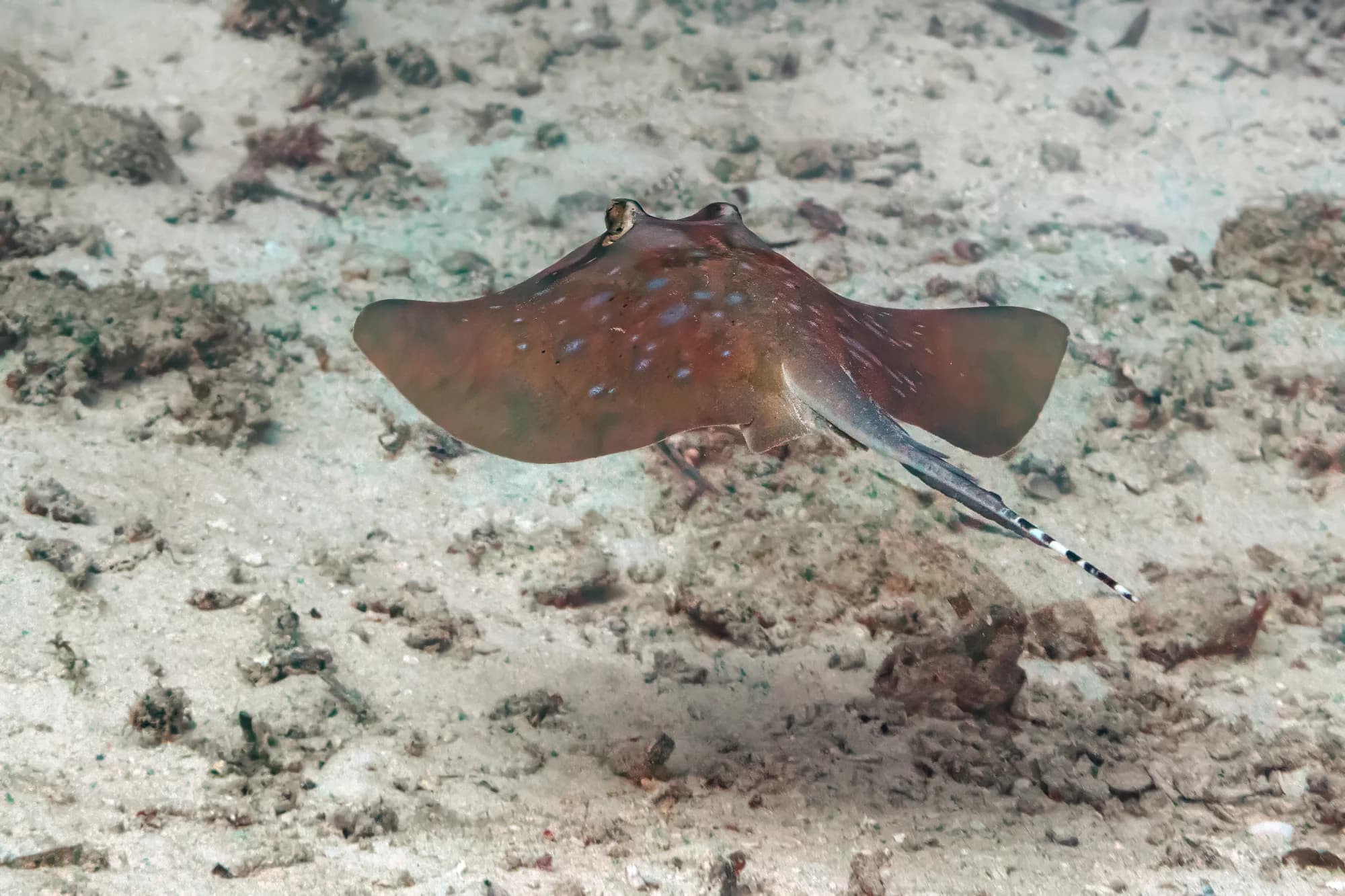 Indian Ocean Blue-spotted Maskray