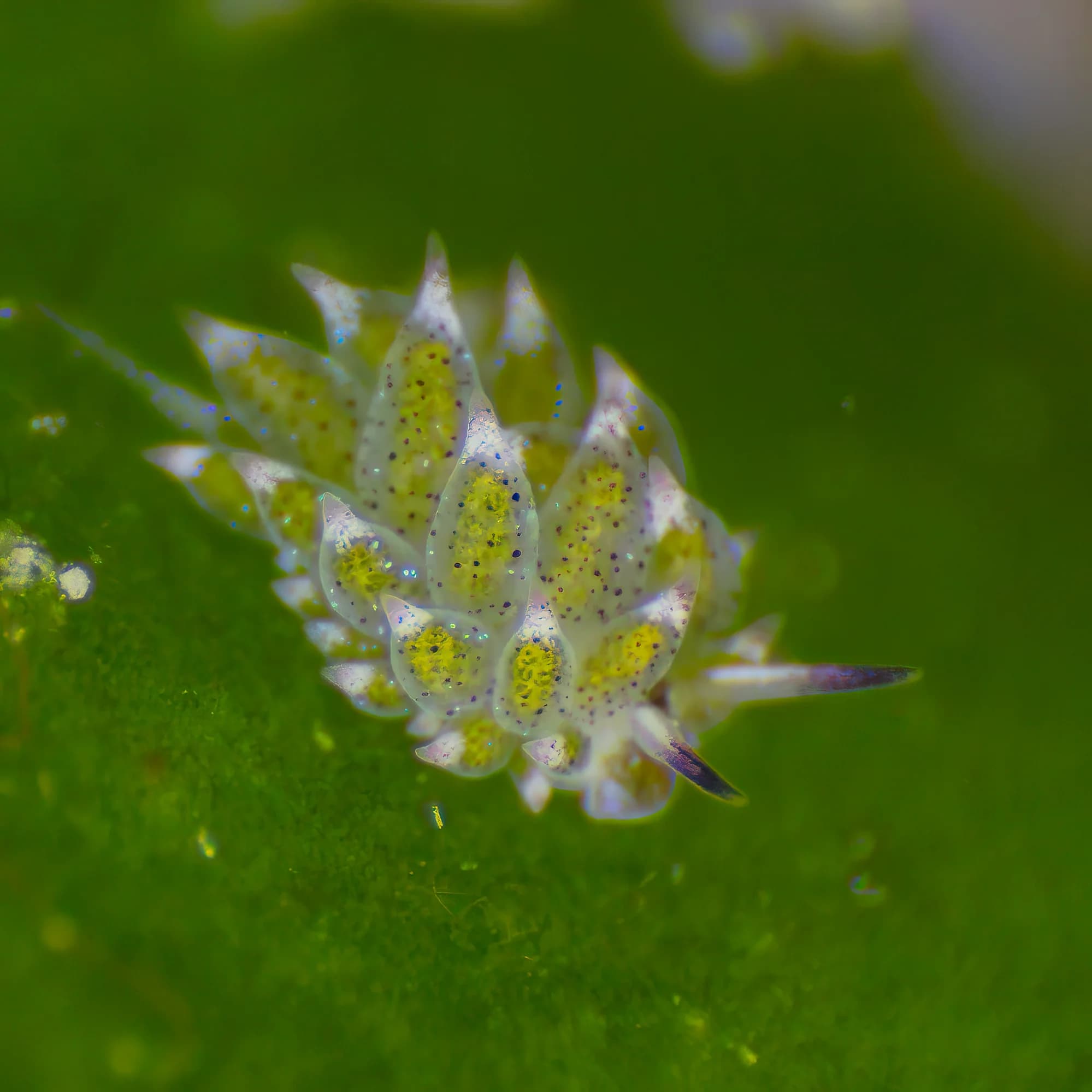 Leaf Sheep Sea Slug