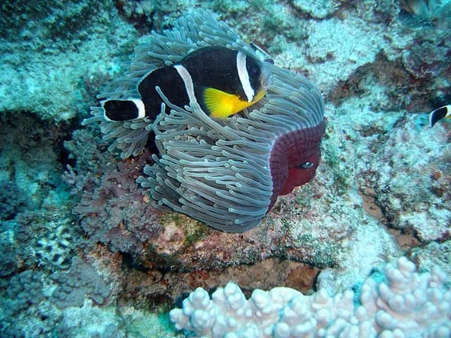 Mauritian Anemonefish