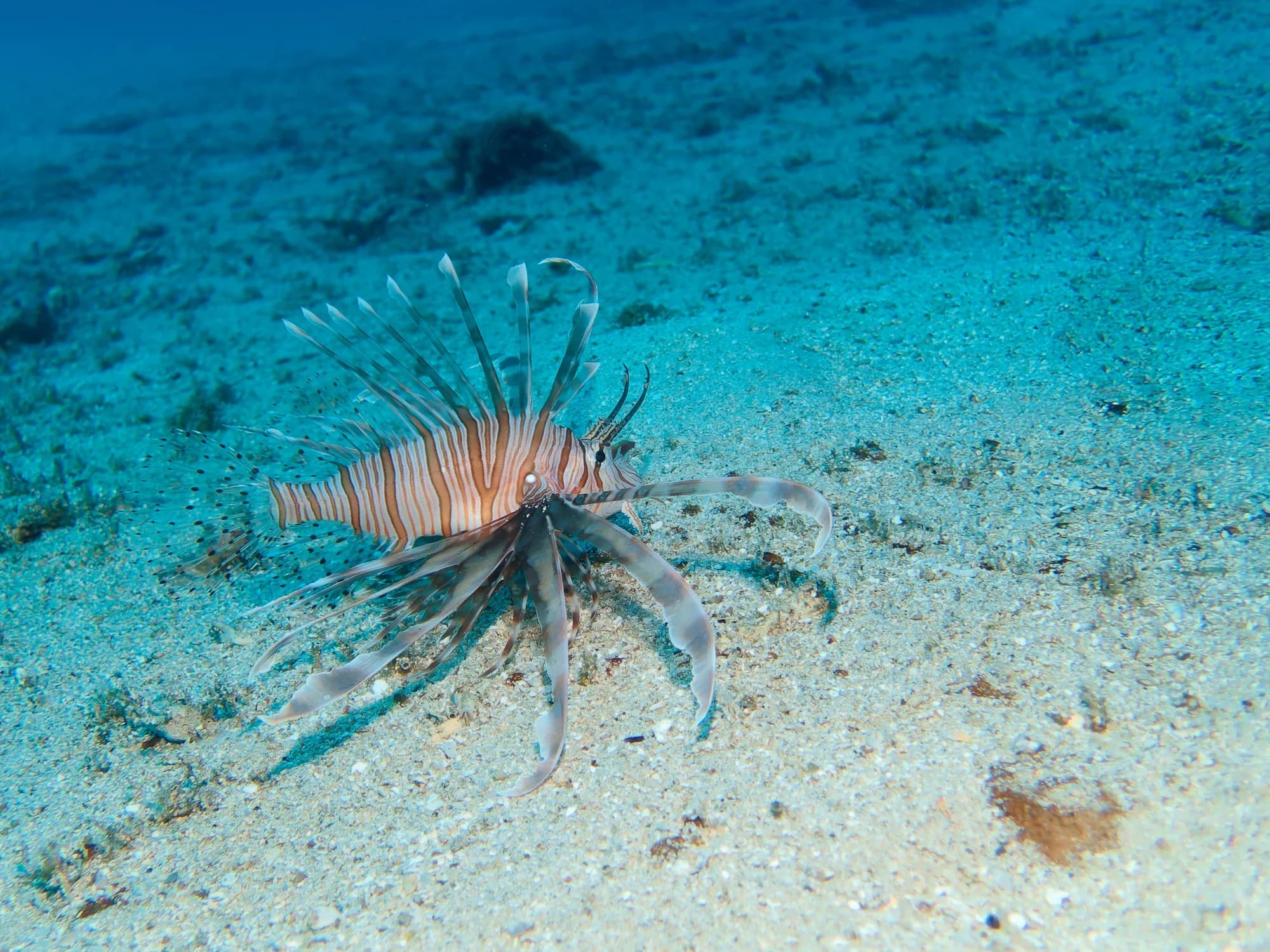 Common Lionfish
