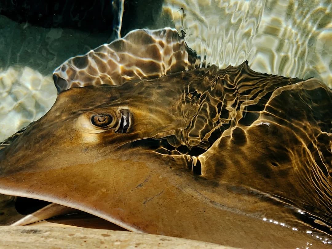 Giant Electric Ray
