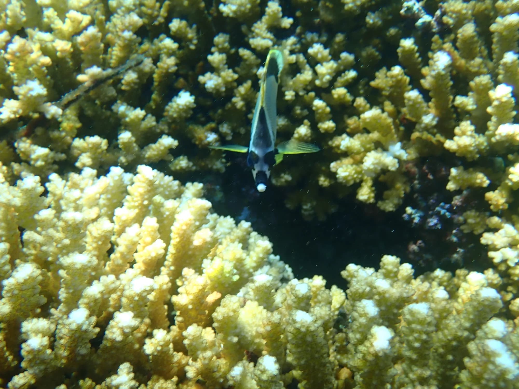 barberfish