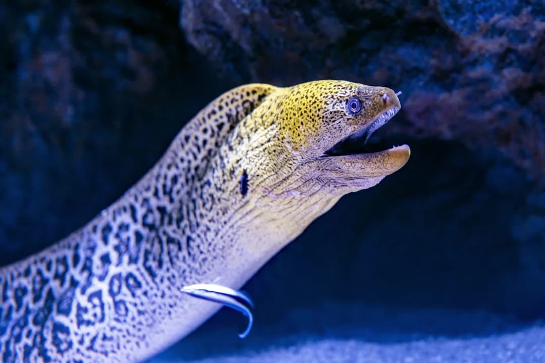 Finespotted Moray