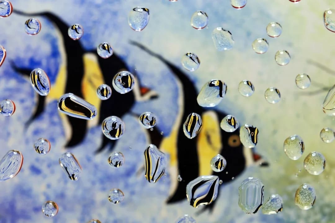 Moorish idol