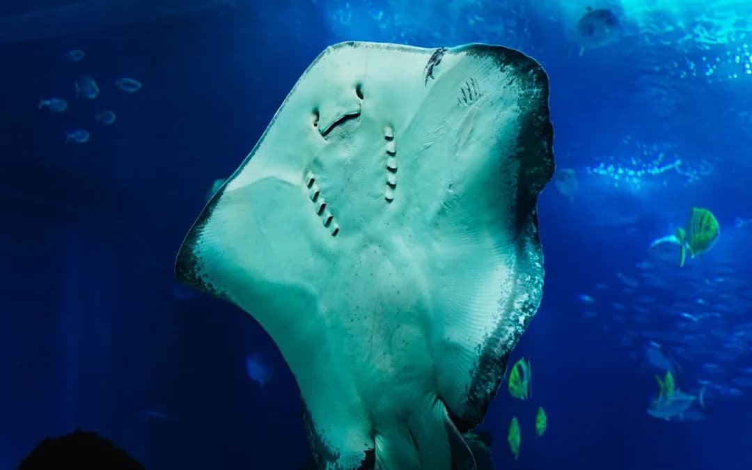 Short-tail Stingray