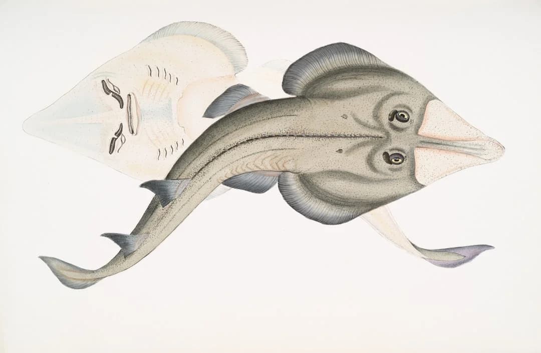 Common Guitarfish