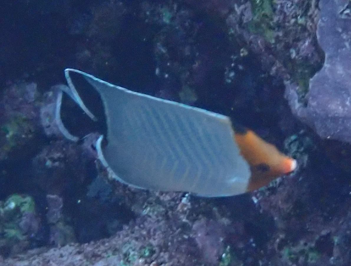 Hooded Butterflyfish