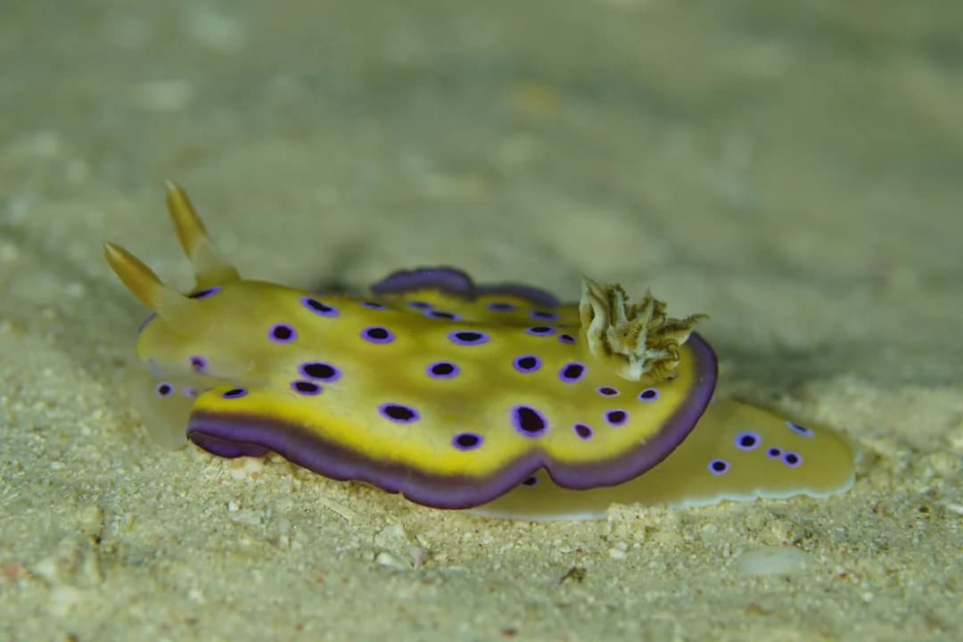 Hilarious Nudibranch