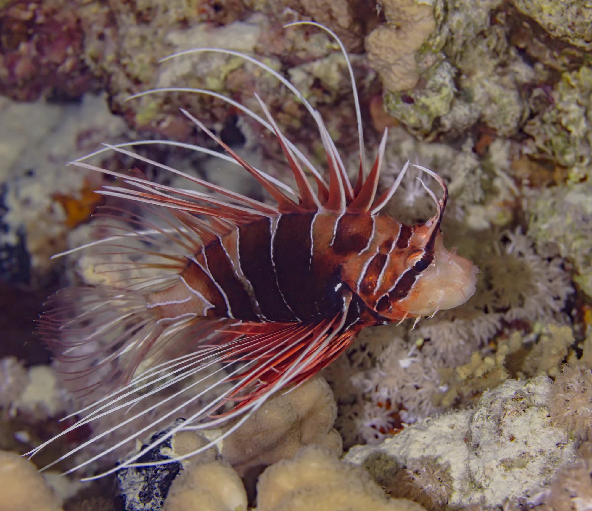 Clearfin Lionfish