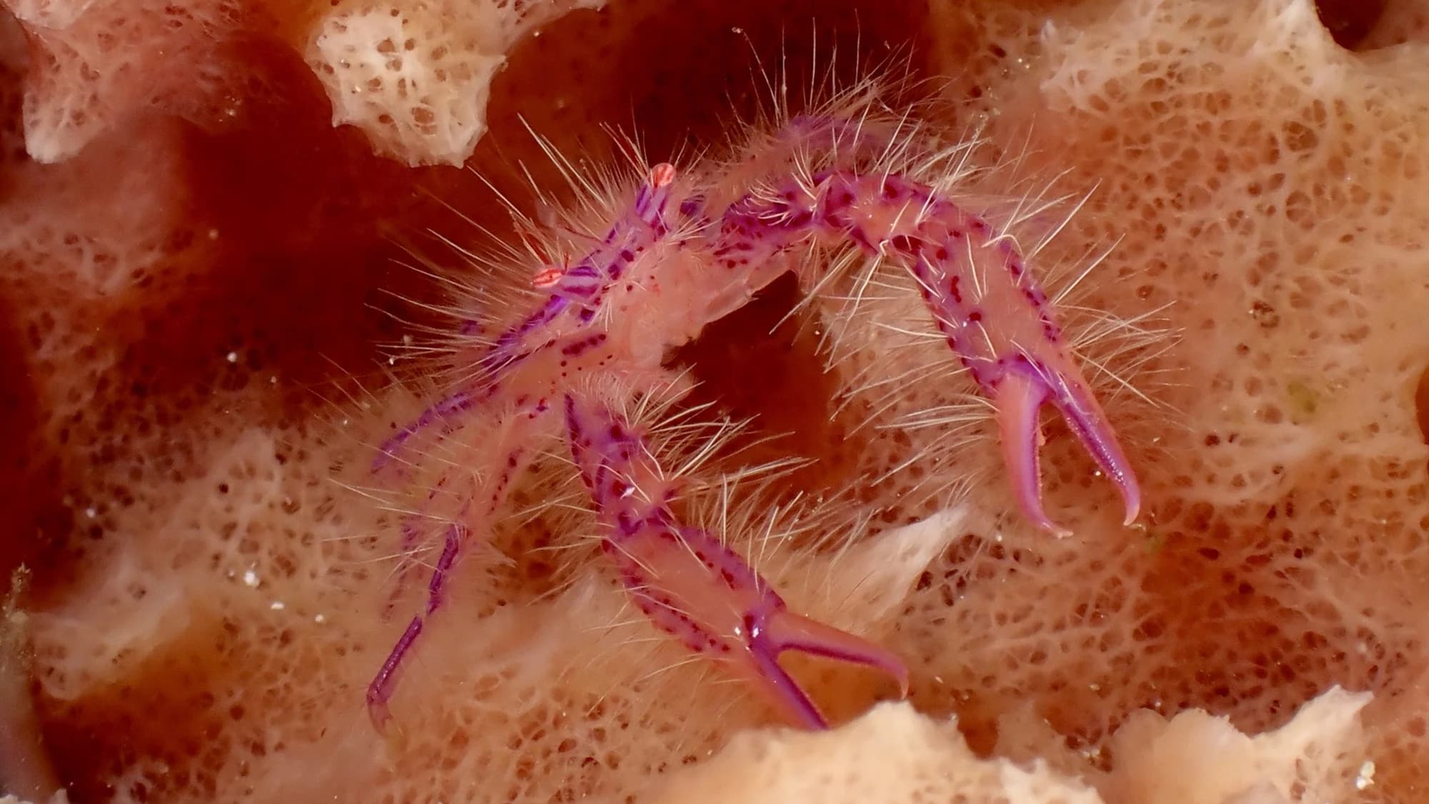 Pom-Pom Crab
