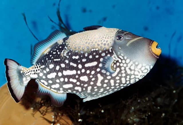 clown triggerfish