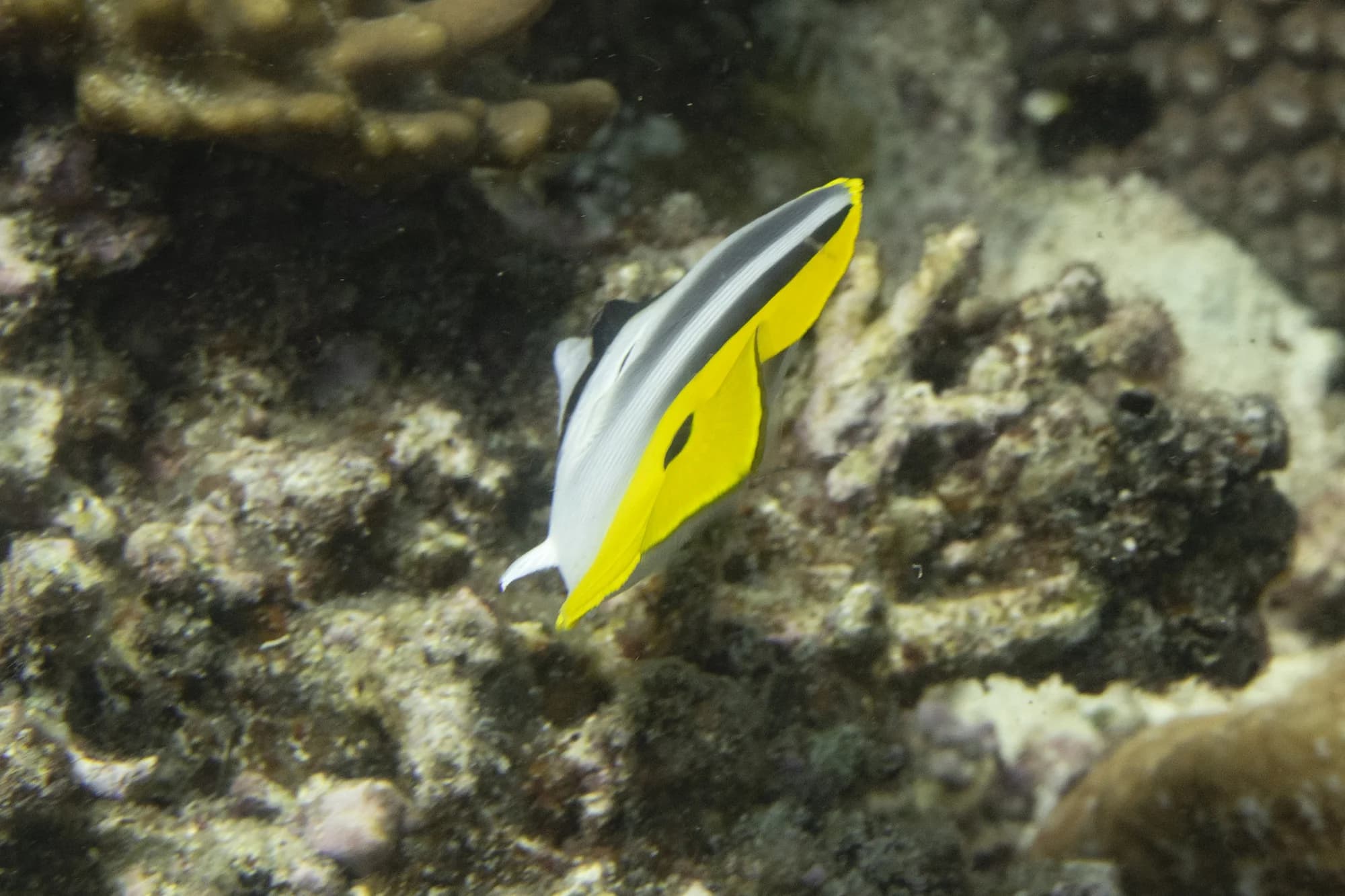 Pacific Double-saddle Butterflyfish