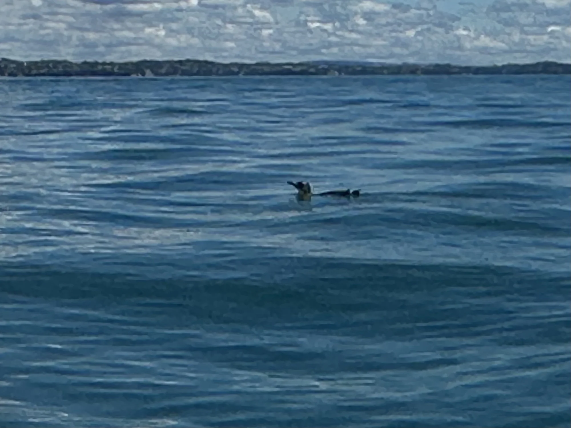 Little Blue Penguin