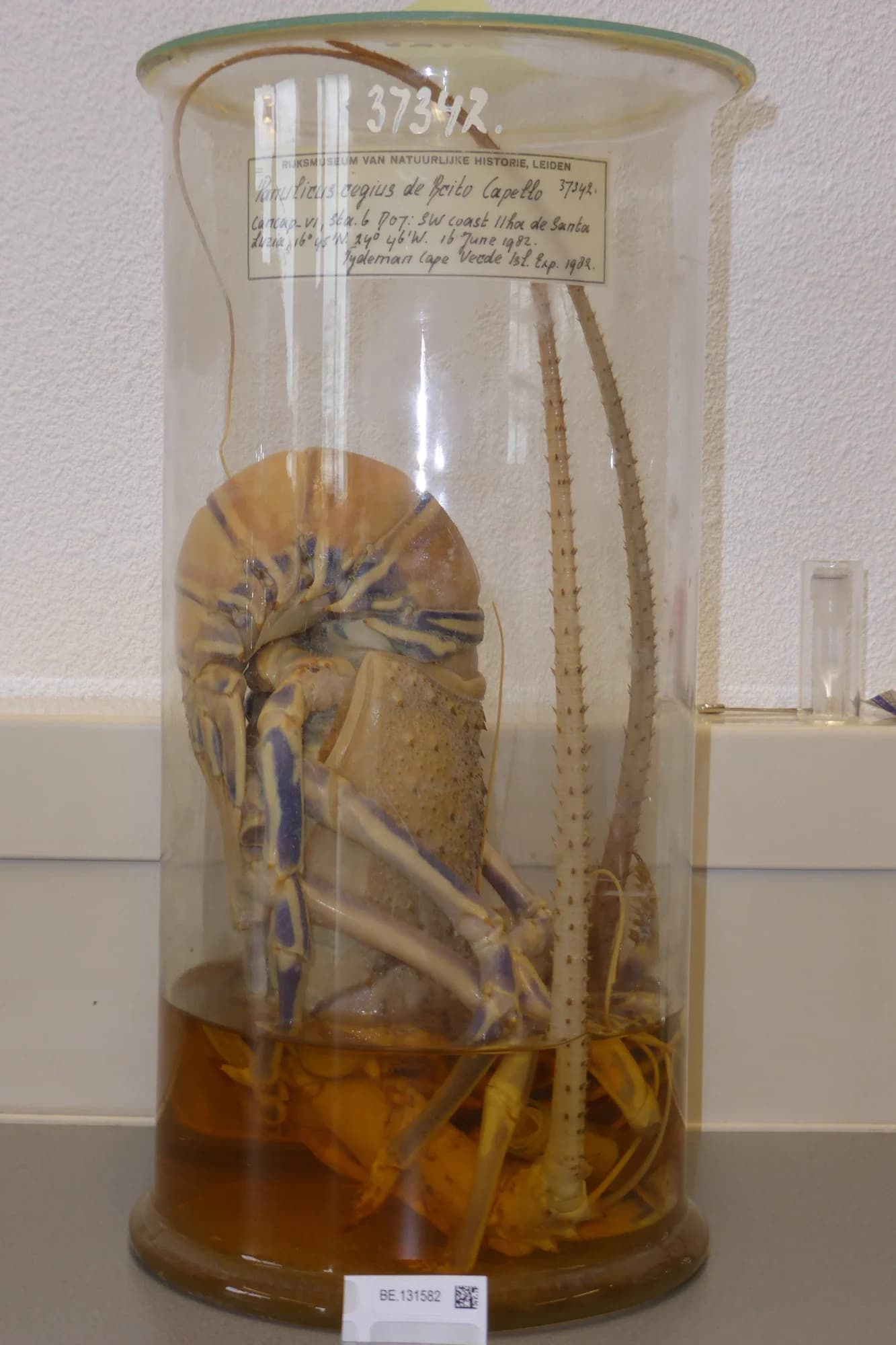 Royal Spiny Lobster