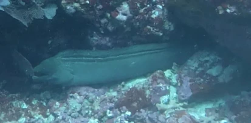 Panamic Green Moray