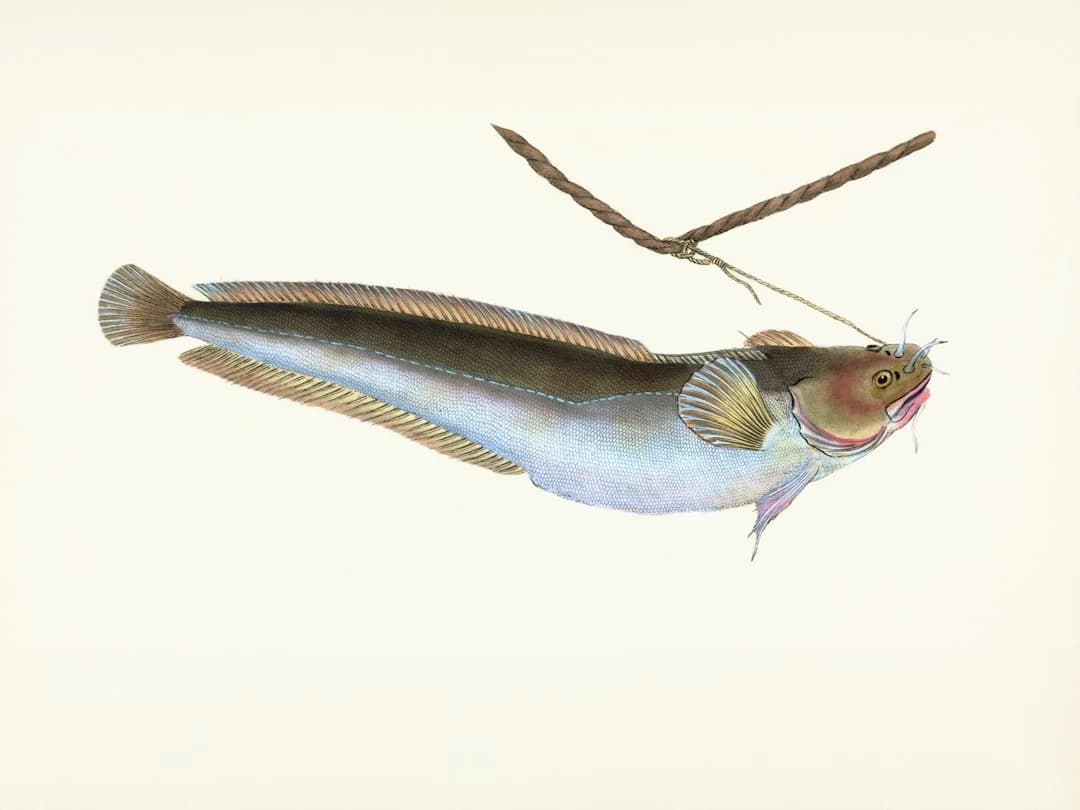 Southern reef squid