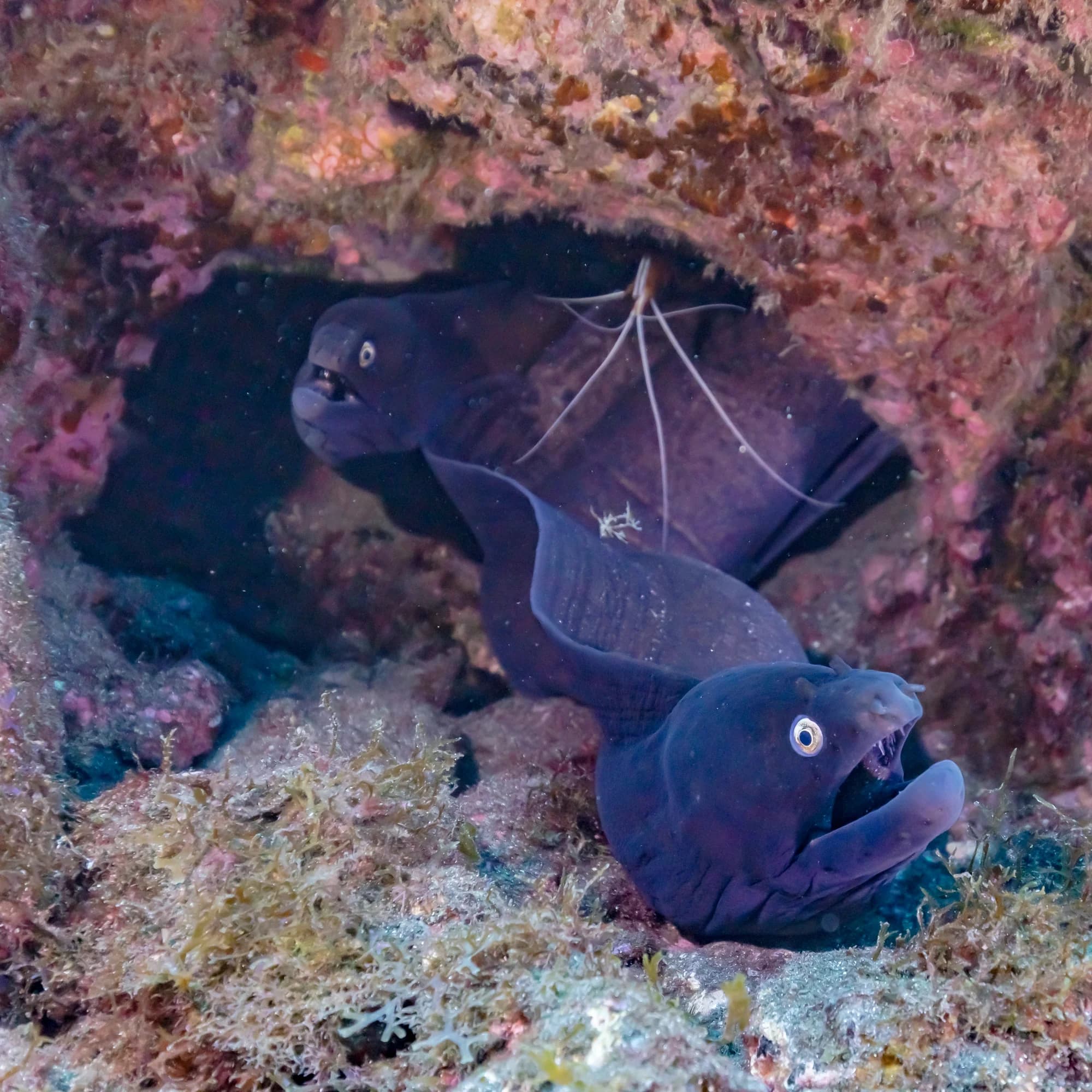 Black Moray