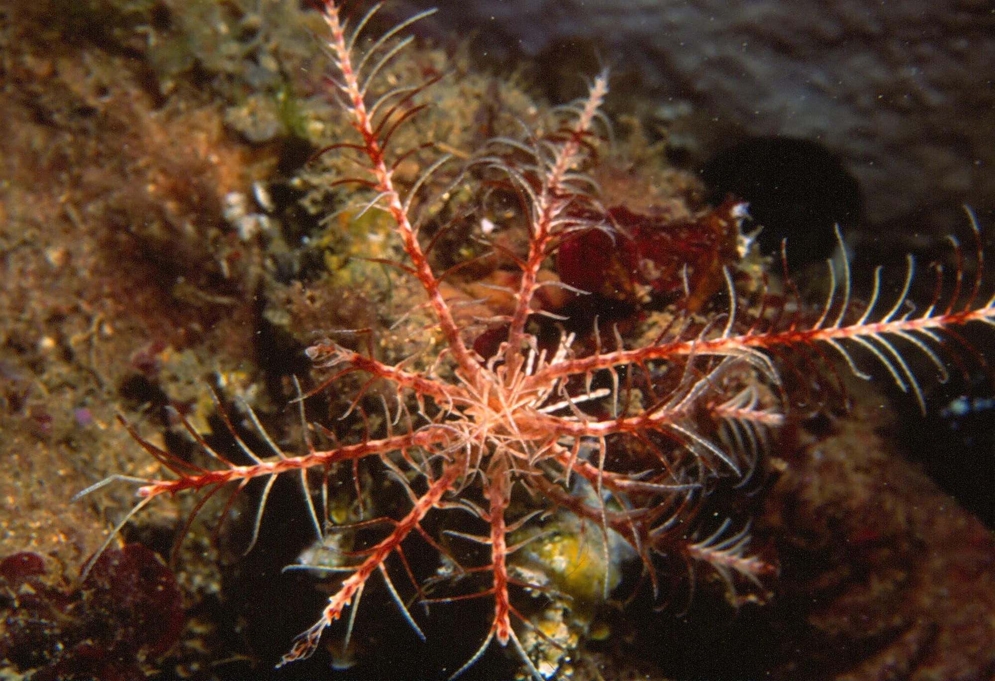 Mediterranean Feather Star