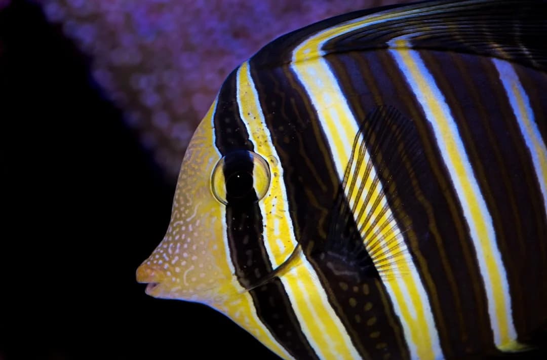 Sailfin Tang