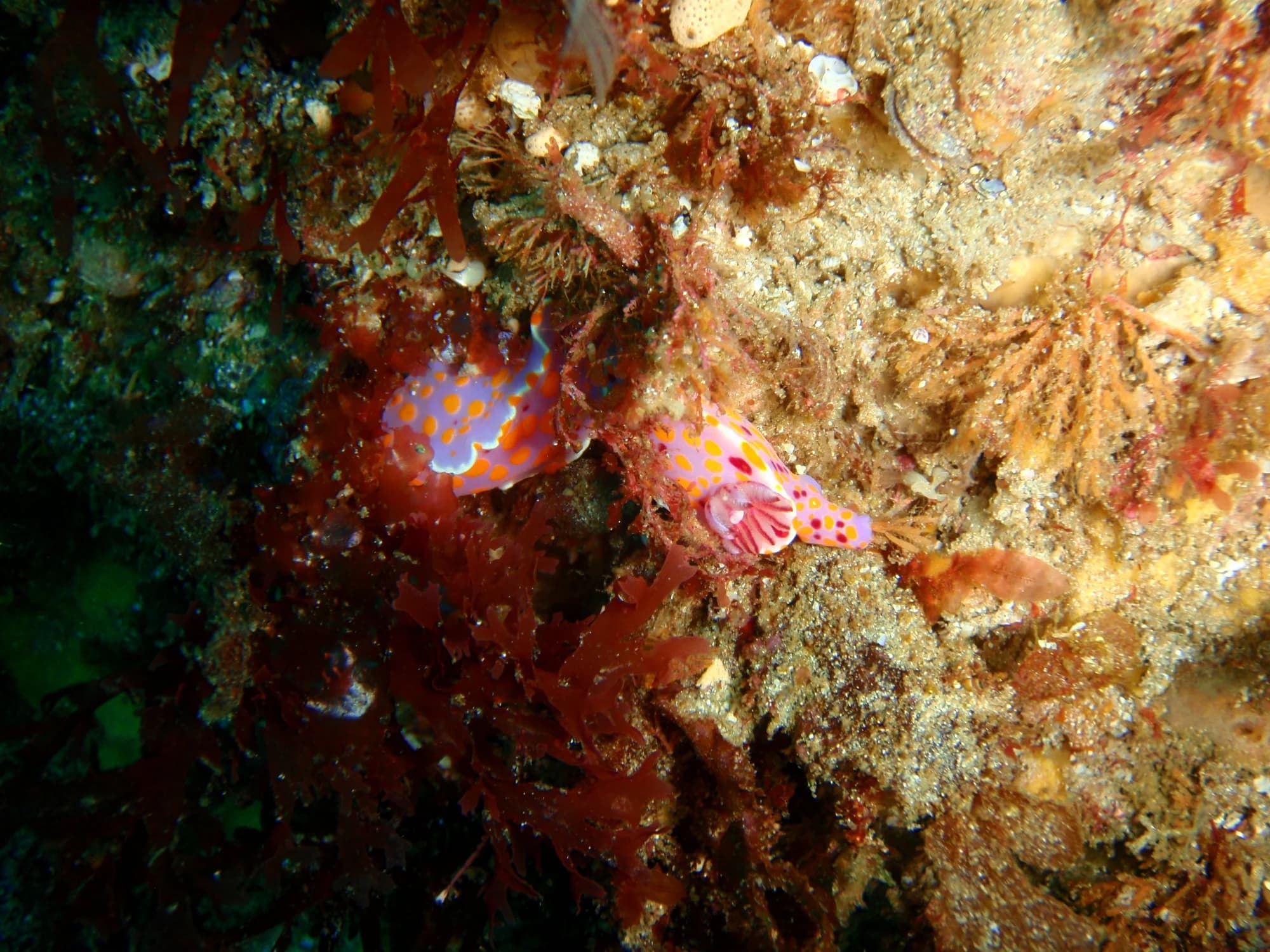 Gemmed nudibranch