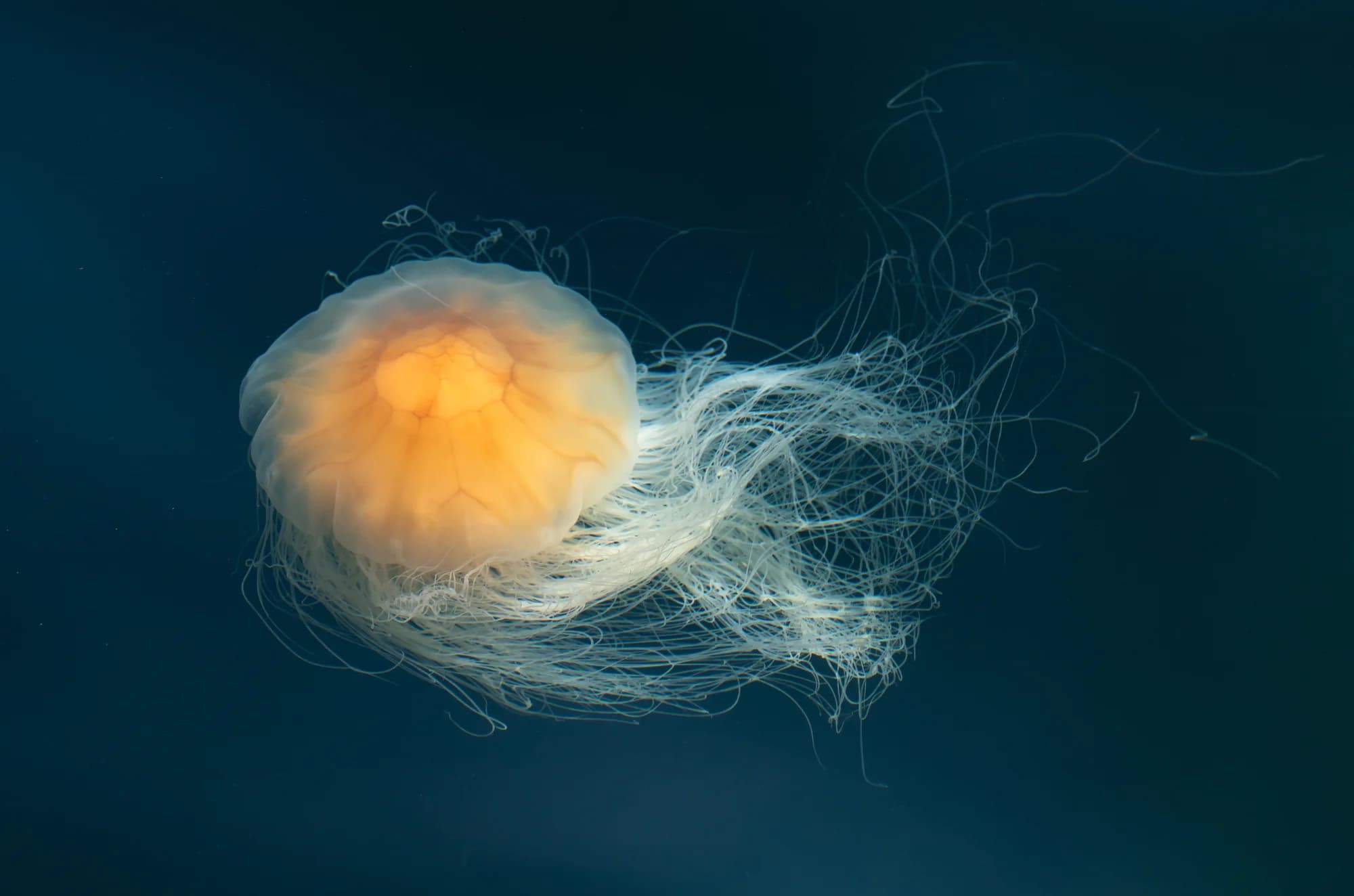 Lion's Mane Jellyfish
