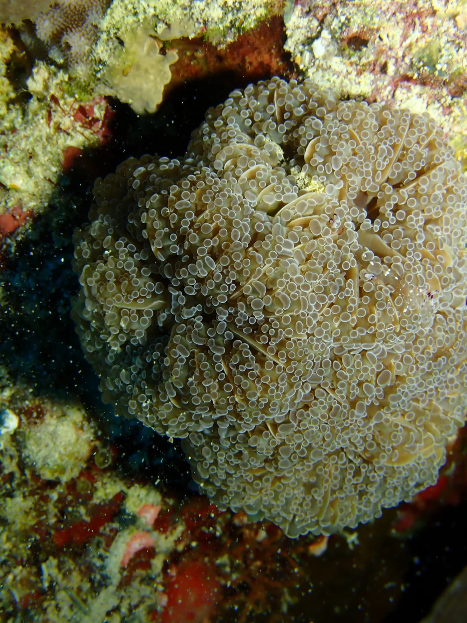 Branching Hammer Coral