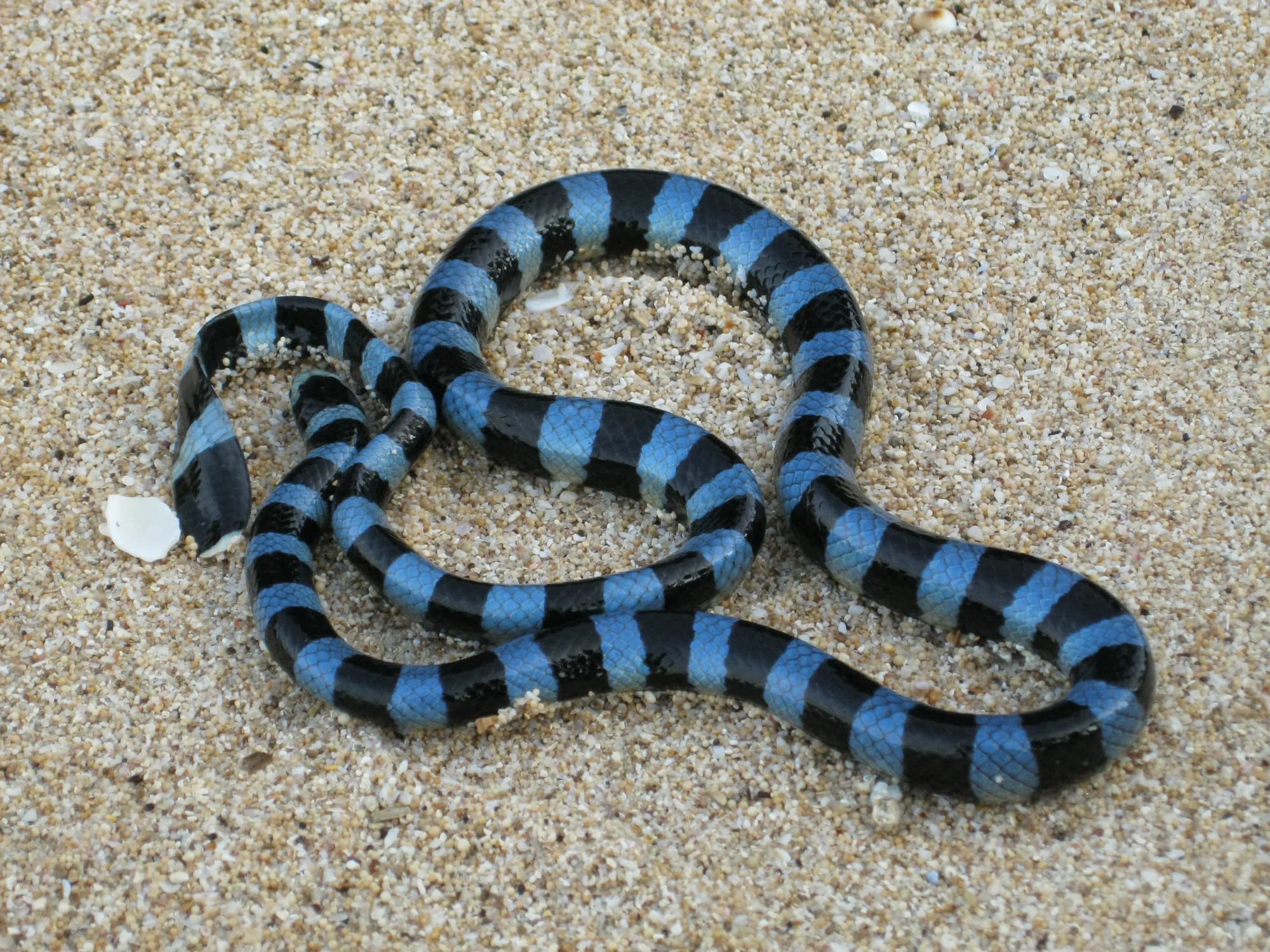 Blue-lipped Sea Krait