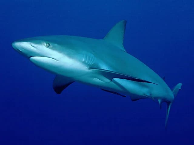 Caribbean Reef Shark