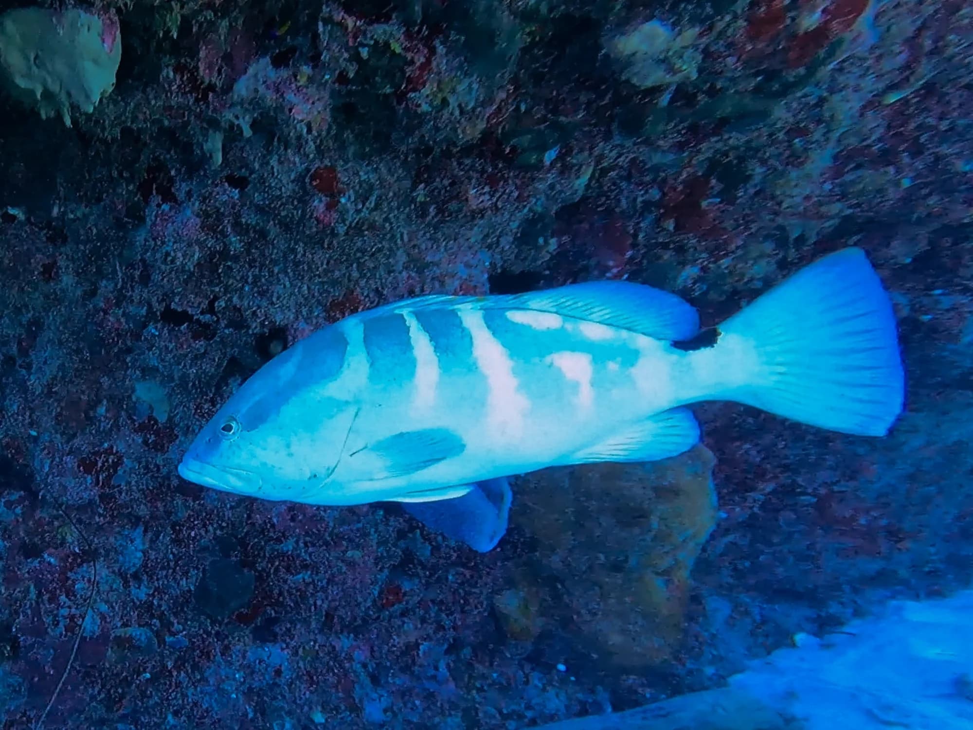 Nassau Grouper