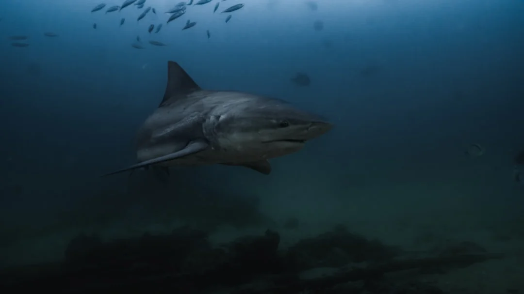 Bull Shark