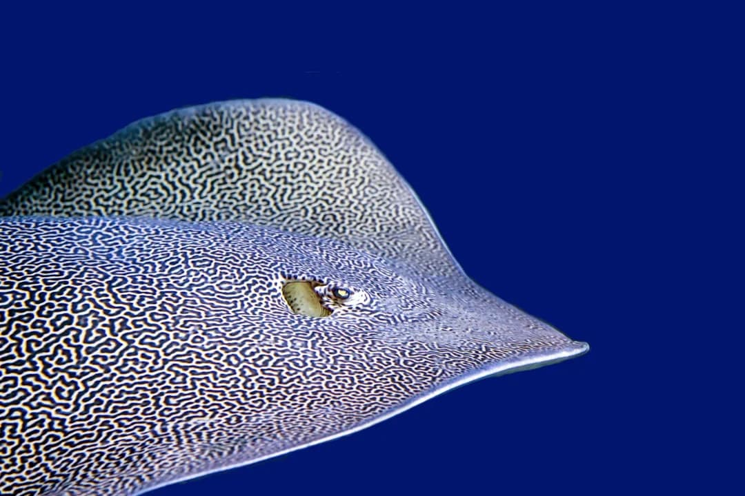 Honeycomb Stingray