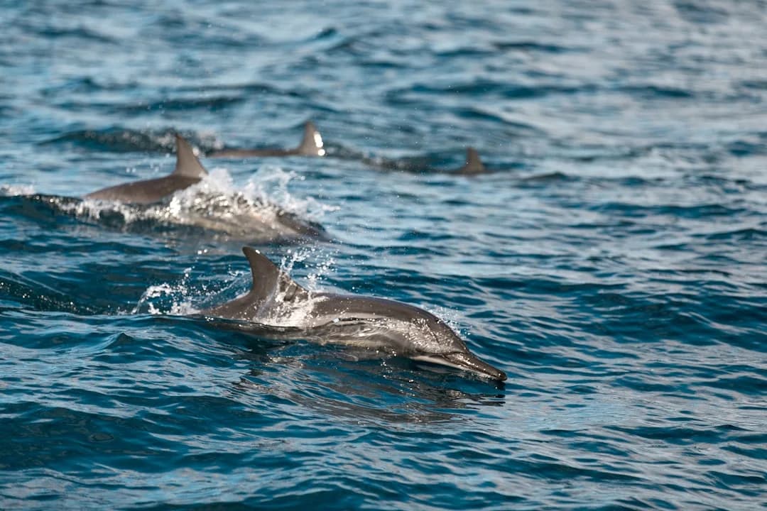 Indian Ocean Humpback Dolphin