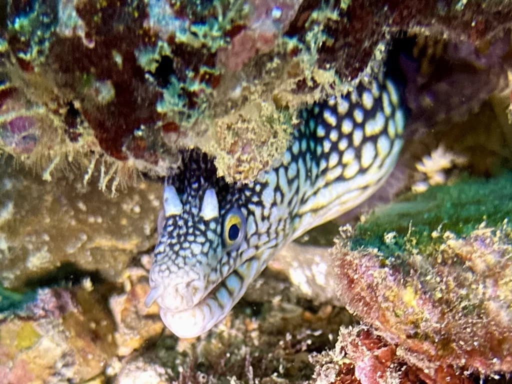 Honeycomb Moray