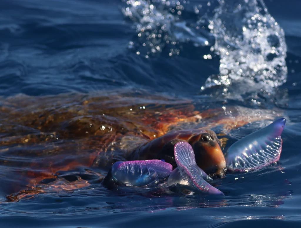 Loggerhead Turtle